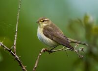 Willow-Warbler