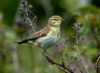 Willow-Warbler