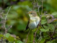 Willow-Warbler