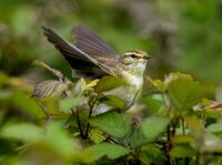 Willow-Warbler