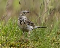 Meadow-Pipit