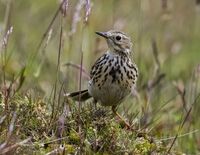 Meadow-Pipit
