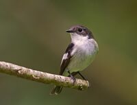 Pied-Flycatcher (m)