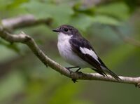 Pied-Flycatcher (m)