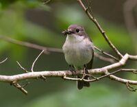 Pied-Flycatcher (f)
