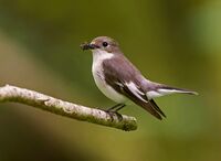 Pied-Flycatcher (f)