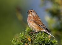 Linnet (m)