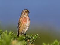 Linnet (m)
