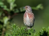Linnet (m)