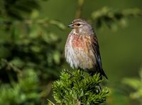 Linnet (m)