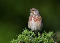 Linnet (m)