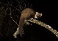 Pine-Marten