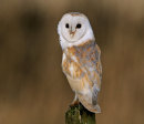 Barn-Owl