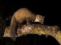 Pine-Marten