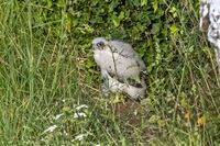 Peregrine (juv)