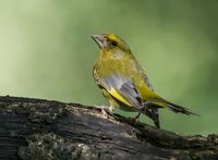 Greenfinch (m)