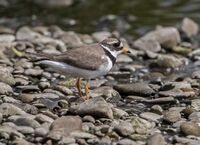 Ringed-Plover