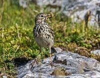 Meadow-Pipit