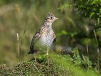 Skylark