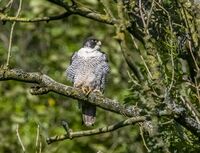 Peregrine (m)