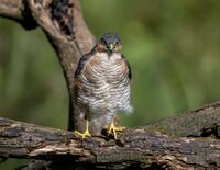 Peregrine (m)