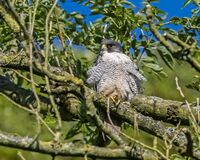 Peregrine (m)