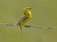 Yellow-Wagtail (m)