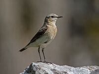 Wheatear (m)