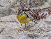 Grey-Wagtail