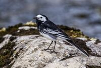Pied-Wagtail