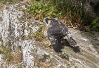 Peregrine (juv)