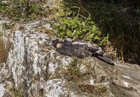 Peregrine (juv)