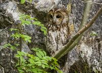Tawny-Owl
