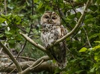 Tawny-Owl