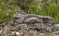 Nightjar