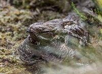 Nightjar