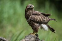 Buzzard