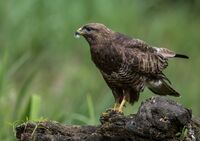 Buzzard