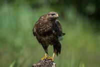 Buzzard