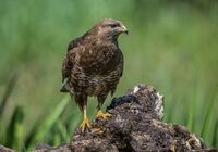 Buzzard