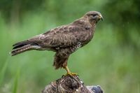 Buzzard