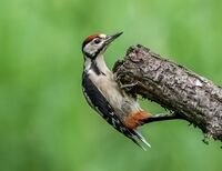 Great-spotted-Woodpecker (juv)