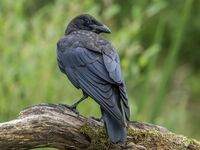 Carrion-Crow (juv)
