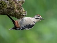 Great-spotted-Woodpecker (juv)