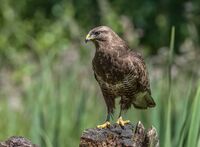 Buzzard