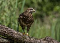 Buzzard