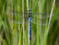 Emperor-Dragonfly (m)