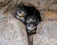 Sand-Martins