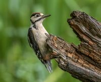 Great-spotted-Woodpecker (juv)
