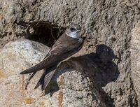 Sand-Martin